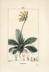 Primevère officinale ou brerelle, coucou, Herbe à la paralysie, Herbe de Saint Paul, primerolle - Primevère, Primula veris, montrant fleur, feuille et racines. Gravure au pointillé en couleur par Lambert Junior d