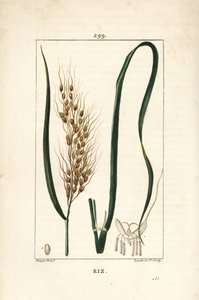 Riz - Riz, Oryza sativa, avec feuille, graine et tige. Gravure en taille-douce colorée à la main par Lambert Junior d
