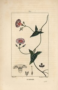 Scammonee - Scammonée, Convolvulus scammonia, avec fleur, feuille, tige et vrille grimpante. Gravure en taille-douce en couleur par Lambert Junior d