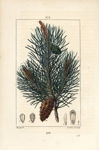 Pin sylvestre - Pinus sylvestris, avec branche, aiguille et cône de pin. Gravure au pointillé en couleur par Lambert Junior d