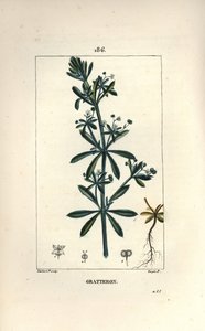Gratteron ou rible, gratte-langue, gaillet - Gaillet gratteron, Galium aparine
