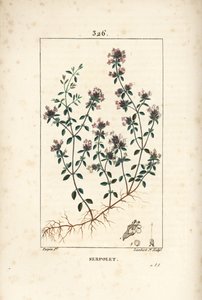 Serpolet ou thym serpolet - Thym rampant ou thym sauvage, Thymus serpyllum, avec fleur, feuille, tige et racine. Gravure en taille-douce colorée à la main par Lambert Junior d