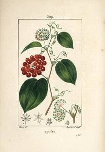 Smilax de Chine, Smilax china, avec fleur, vrille, feuille et fruit