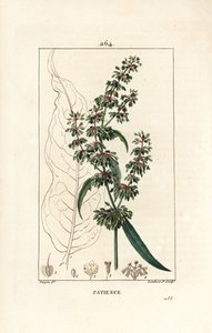 Oseille épinard ou patience des moines - Patience, Rumex patientia, avec fleur, tige, feuilles, graine et contour de feuille. Gravure en taille-douce en couleur par Lambert Junior d