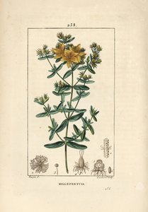 Millepertuis perforé, Hypericum perforatum. Gravure en taille-douce en couleur par Lambert Junior d