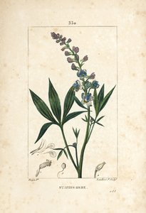 Staphisagria - Délphinium staphisagria, avec fleur, feuille, tige et graine
