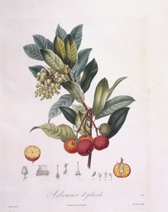 Arbousier (Arbutus unedo), planche botanique par Pierre Jean Francois Turpin - Pierre Jean Francois Turpin