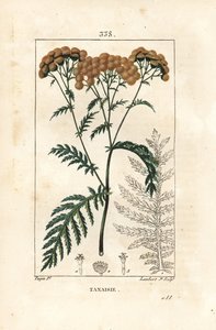 Tanaisie - Tanaisie, Tanacetum vulgare