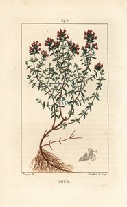 Thym, Thymus vulgaris, montrant, fleur, feuille, tige et racine. Gravure en taille-douce en couleur par Lambert Junior d