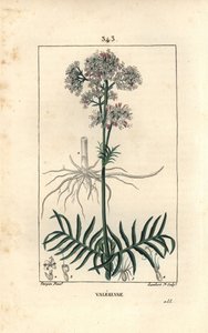 Valériane des collines ou Valériane à petites feuilles - Pierre Jean Francois Turpin