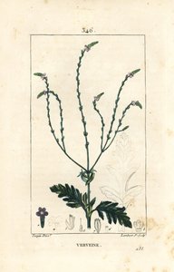 Verveine ou Herbe Sacrée, Veine de Vénus ou Herbe de Sorcière - Vervain, Verbena officinalis. Gravure au pointillé colorée à la main par Lambert Junior d