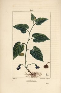 Serpentaire de Virginie - Serpentaire de Virginie, Aristolochia serpentaria, avec fleur, feuille, tige, graine et racine. Gravure en taille-douce en couleur par Lambert Junior d