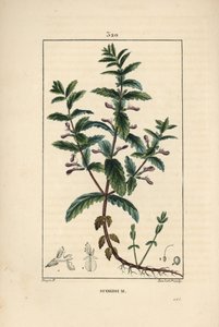 Germandrée aquatique - Pierre Jean Francois Turpin