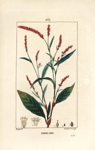 Renouée poivre d