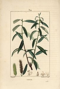 Saule blanc ou argenté, Osier blanc - Saule blanc, Salix alba, avec feuille, fleur, chatons mâles et femelles, fruit et graine. Gravure au pointillé colorée à la main par Lambert Junior d