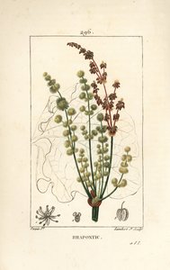 Rhubarbe sauvage - Rhapontic ou fausse rhubarbe, Rheum rhapontium, avec fleur, tige, graine et contour de feuille. Gravure en taille-douce en couleur par Lambert Junior d