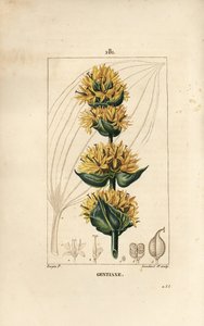 Gentiane jaune ou grande gentiane - Gentiane, Gentiana lutea - Pierre Jean Francois Turpin