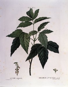 Botanique : Branche d