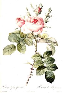 Rosa Bifera Officinalis, gravée par Langlois, publiée par Remond - Pierre Joseph (after) Redoute