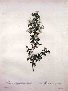 Rosa pimpinelli folia pumila (rose naine d