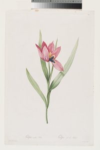 Tulipe Œil de Soleil - Pierre Joseph (after) Redoute