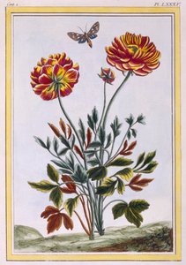 Une variété de pavot jaune à double fleur, pub. 1776 - Pierre Joseph Buchoz