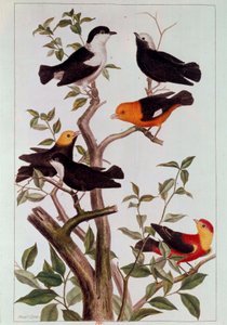 Oiseaux sur des branches. Lithographie par Pierre Joseph (1731-1807) XVIIIe siècle Paris, B.N. - Pierre Joseph Buchoz