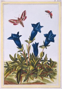 Gentiane bleue, pub. 1776 - Pierre Joseph Buchoz