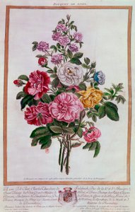 Bouquet de roses. Lithographie par Pierre Joseph Buchoz (1731-1807) 18ème siècle Paris, B.N. - Pierre Joseph Buchoz