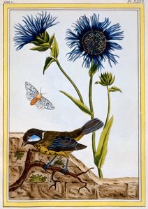 Bleuet, pub. 1776