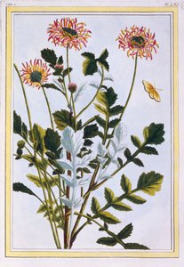 Arctotis éthiopien, marguerite africaine, pub. 1776