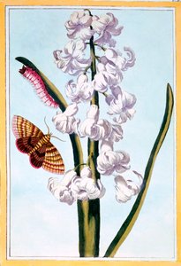 Jacinthe, pub. 1776