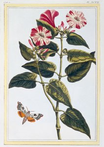 La Belle de Nuit