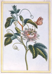 La Grenadille ou Le Maracot, pub. 1776 - Pierre Joseph Buchoz