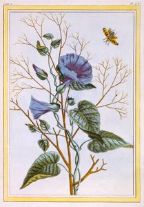 Le Grand Liseron Violet Convovlus - Pierre Joseph Buchoz