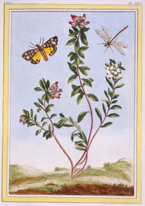 Le Petit arbousier des Alpes, pub. 1776 - Pierre Joseph Buchoz