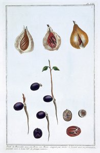 Noix de muscade, vers 1751-1807