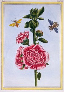 Passerose Rose trémière - Pierre Joseph Buchoz