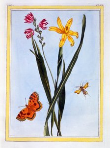 Ixia d