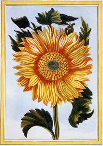 Tournesol, pub. 1776
