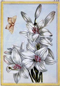 Le Grand Lys Blanc, pub. 1776 - Pierre Joseph Buchoz