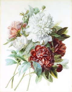 Un bouquet de pivoines rouges, roses et blanches - Pierre Joseph Redouté