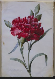 Œillet rouge foncé, 1822