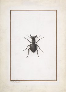 Un cerf-volant - Pierre Joseph Redouté