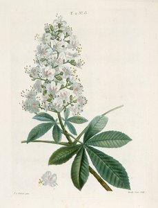 Aesculus Hippocastorum, Marronnier, vers 1800-1830