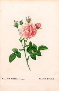 Rose Agathe Royale, Rosa gallica variété. Gravure au pointillé colorée à la main de Pierre Joseph Redouté « Les Roses », Paris