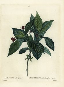 Chèvrefeuille alpin (Lonicera alpigena)