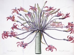 Amaryllis Josephina, 1802-1816