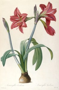 Amaryllis brasiliensis Amaryllis brésilien
