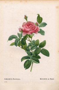 Rose d
